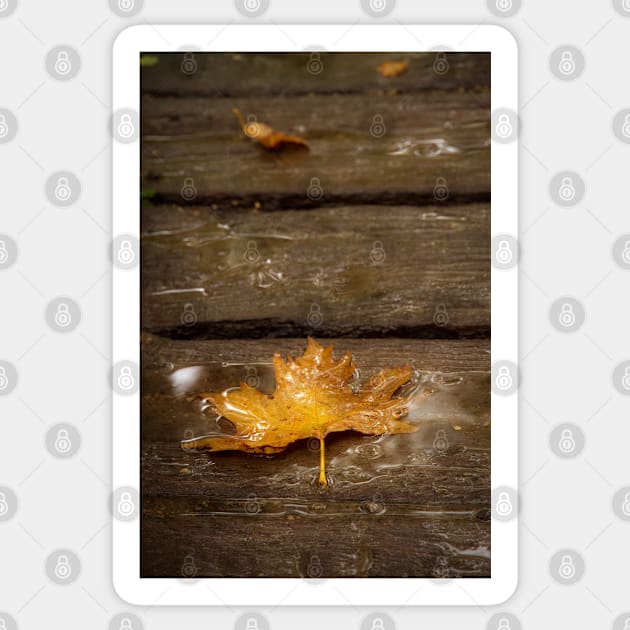 Maple Leaf in the Rain Sticker by karenadams